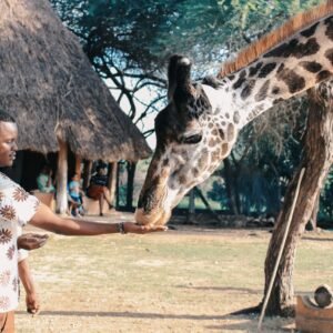 An adult man feeds a giraffe at an outdoor wildlife park in Africa, capturing a close interaction with nature.